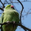 P1210874 - de vogels van amsterdam