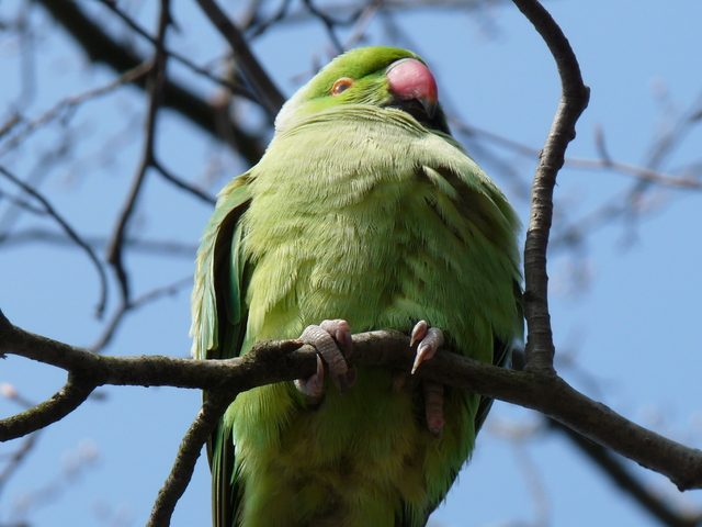 P1210875 de vogels van amsterdam