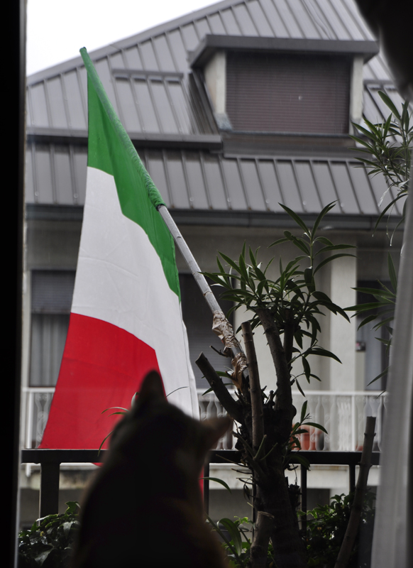 gatto patriota - 