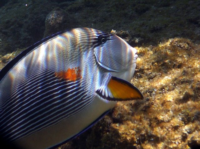 Rode Zeedoktervis3 soortnamen