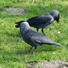 P1210994 - de vogels van amsterdam