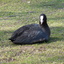 P1220013 - de vogels van amsterdam