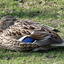 P1220015 - de vogels van amsterdam