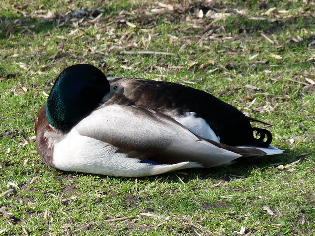 P1220018 de vogels van amsterdam