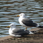 P1220037 - de vogels van amsterdam