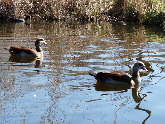 P1220124 de vogels van amsterdam