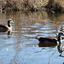 P1220124 - de vogels van amsterdam