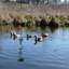 P1220125 - de vogels van amsterdam
