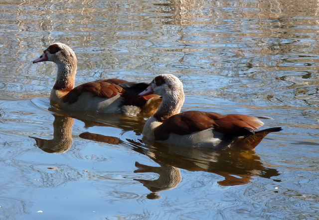 P1220126 de vogels van amsterdam