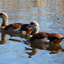 P1220126 - de vogels van amsterdam