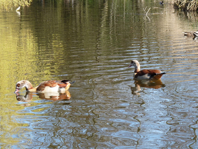 P1220127 de vogels van amsterdam