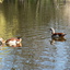 P1220127 - de vogels van amsterdam