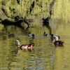 P1220129 - de vogels van amsterdam