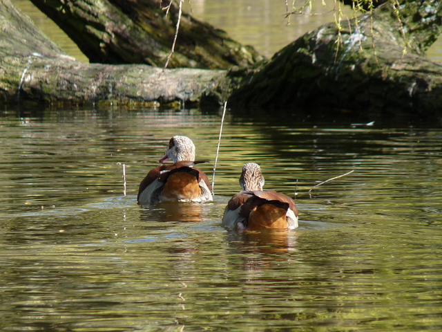 P1220133 de vogels van amsterdam