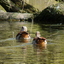 P1220133 - de vogels van amsterdam
