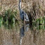 P1220135 - de vogels van amsterdam