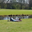 P1220137 - de vogels van amsterdam