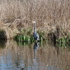 P1220114 - de vogels van amsterdam