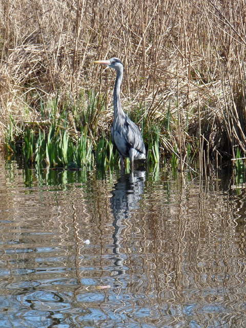 P1220115 de vogels van amsterdam