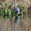 P1220115b - de vogels van amsterdam