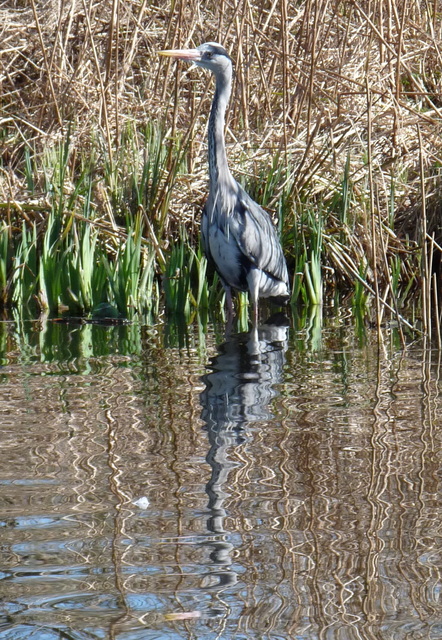 P1220115b de vogels van amsterdam