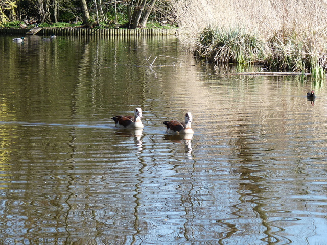 P1220118 de vogels van amsterdam