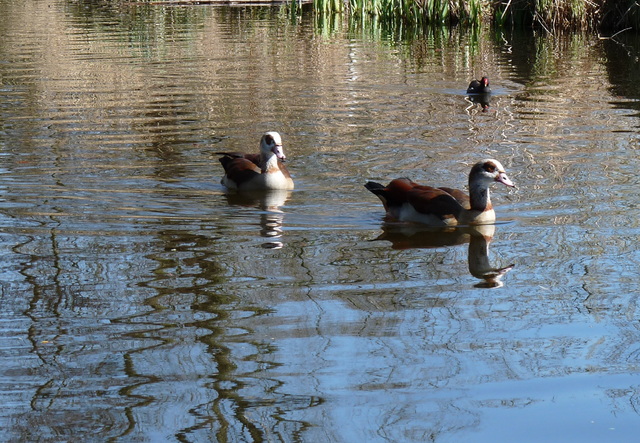 P1220119 de vogels van amsterdam