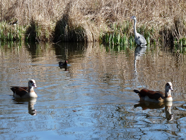 P1220120 de vogels van amsterdam