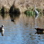 P1220120 - de vogels van amsterdam