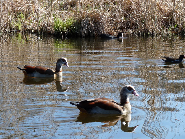 P1220123 de vogels van amsterdam