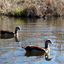 P1220123 - de vogels van amsterdam