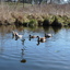 P1220125 - de vogels van amsterdam