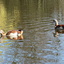 P1220127 - de vogels van amsterdam