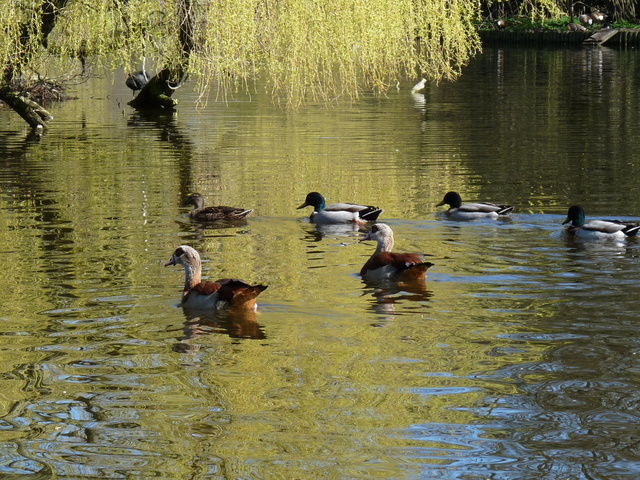 P1220128 de vogels van amsterdam