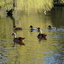 P1220128 - de vogels van amsterdam