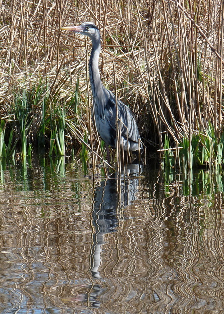 P1220135 de vogels van amsterdam