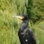 P1000550 - de vogels van amsterdam