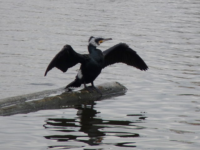 P1040175 de vogels van amsterdam