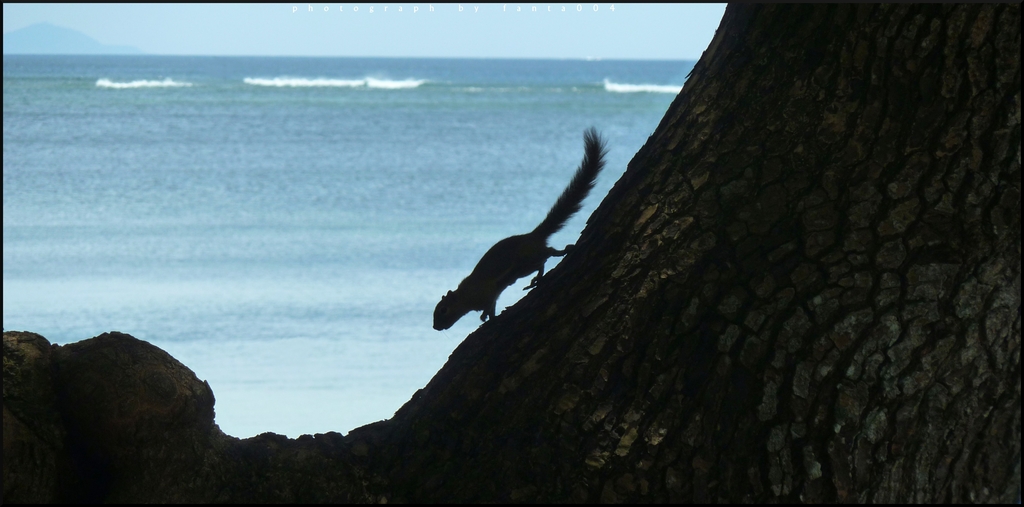 sanur eichhÃ¶rnchen01 - 