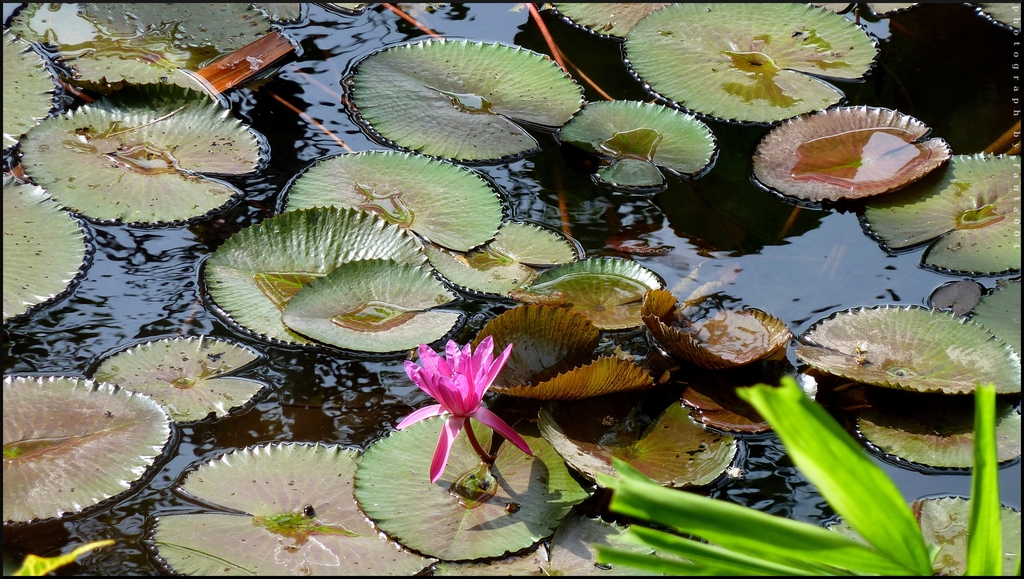 Bali Sanur Sea Roses1 - 