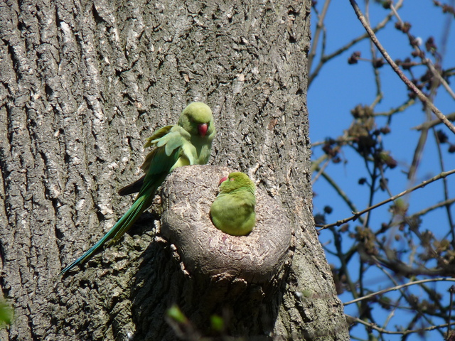 P1220302 de vogels van amsterdam