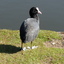 P1220340 - de vogels van amsterdam