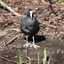 P1220376 - de vogels van amsterdam