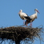 P1090195 - de vogels van amsterdam