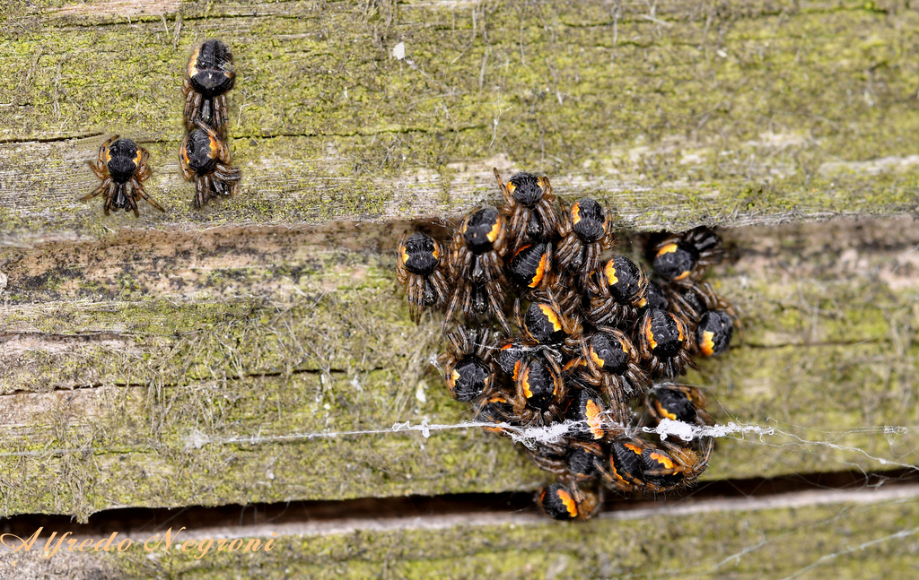 i soliti ritardatari - 