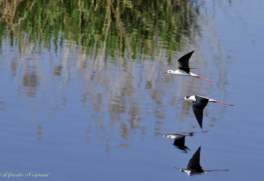 cavalieri d'Italia - 