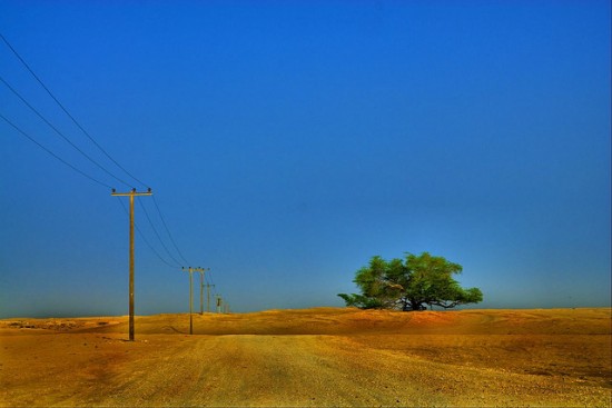 tree-of-life-Bahrain-550x367 - 