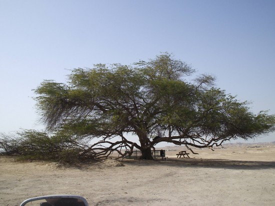 tree-of-life-Bahrain5-550x412 - 