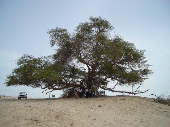 tree-of-life-Bahrain2-550x412 - 