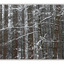Lerwick trees01 - Nature Images